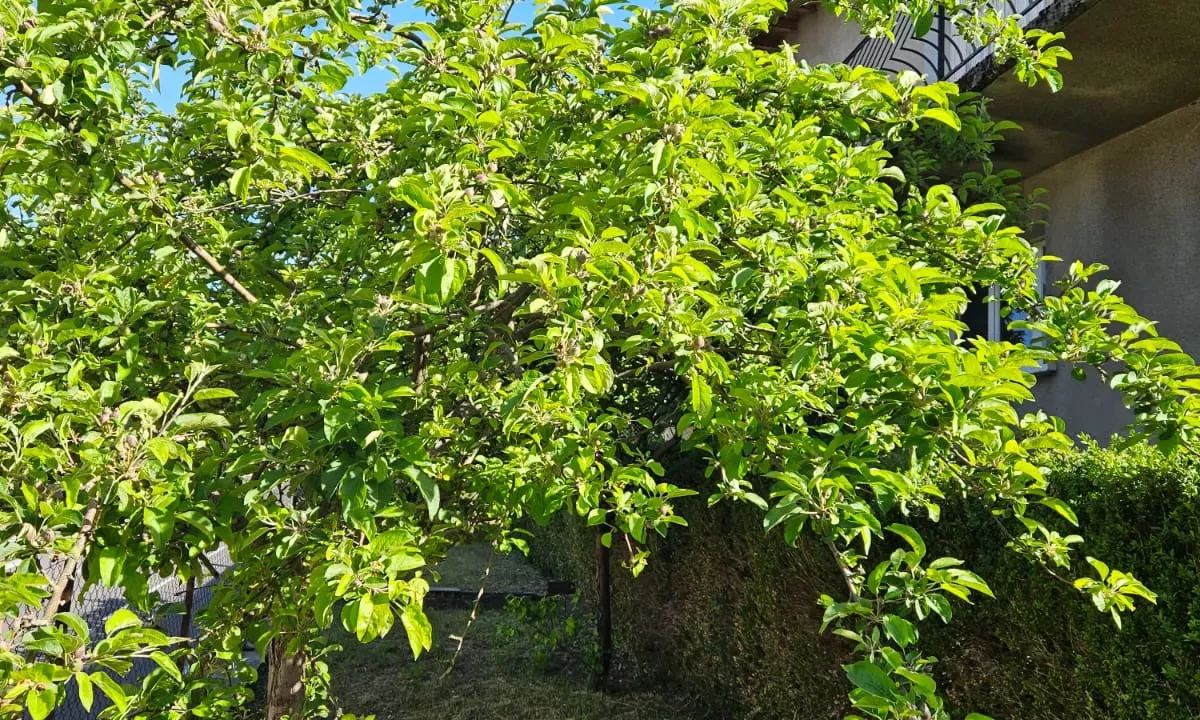 Maison à Mende avec jardin