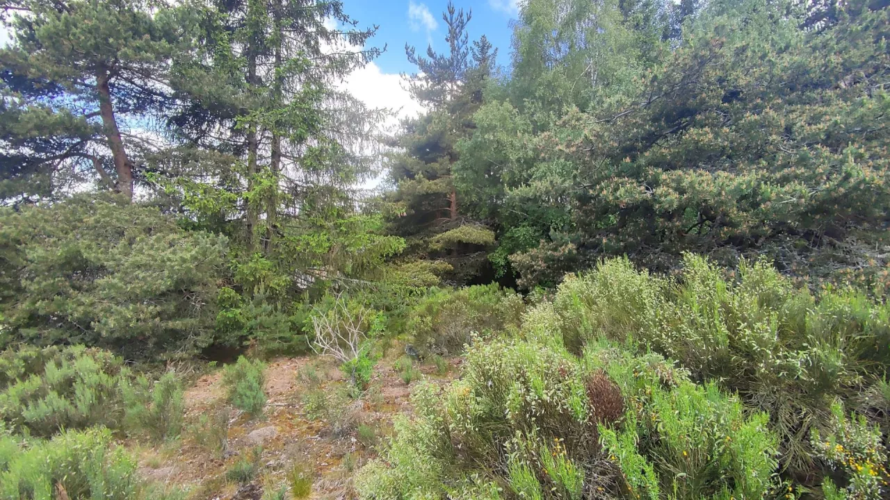 Terrain-de-3-200-m2-proche-de-Rieutort-de-Randon-4